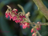 Hamamelis Amethyst 2015 02 07 3054